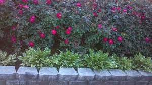 Knockout Roses And Hostas Knock Out Roses Are Definitely Just That Knockout Roses Garden Yard Ideas Rose Garden Landscape