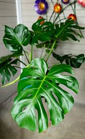 Image result for Monstera