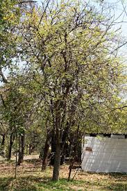 Image result for Phyllanthus engleri