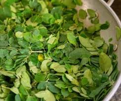 Moringa leaves are a valuable source of protein for ruminants but they have a moderate palatability. Moringa Drumstick Leaves Stir Fry Recipe The Take It Easy Chef