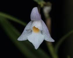 Image result for Rhipidoglossum densiflorum