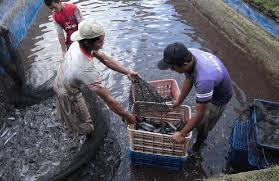 1 Budidaya Ikan Lele Di Kolam Terpal Vs Kolam Tembok Terpal Kolam Kolam Ikan