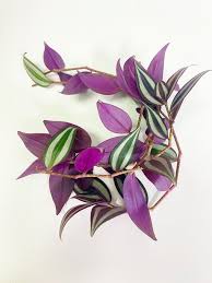 Image result for Tradescantia zebrina