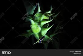 Hello patrick, you've given me a difficult question to answer because there is a rule about pronouncing 'g' but, typically with the english language, there are many exceptions to this rule! Ulat Gonggok Image Photo Free Trial Bigstock