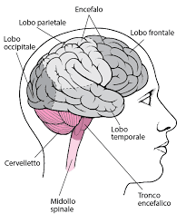 Molto spesso, l'emorragia subaracnoidea è una complicazione della malattia cerebrovascolare e del trauma cranico. Disfunzione Cerebrale In Base Alla Sede Disturbi Di Cervello Midollo Spinale E Nervi Manuale Msd Versione Per I Pazienti