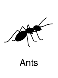 Uncover why expert pest control is the best company for you. Expert Pest Control