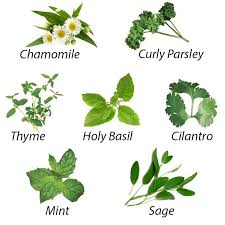 Medicinal Herbs Holistic Remedies Photo 40172366 Fanpop