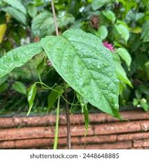 Image result for Leptonychia