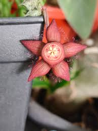 Image result for Cibirhiza