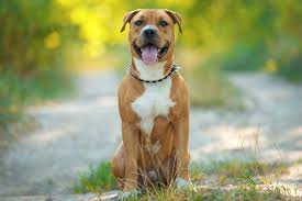 Let us seek some answers related to the american staffordshire terrier breed. American Staffordshire Terrier Das Ist Ihr Wesen Herz Fuer Tiere De