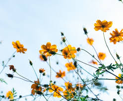 Check spelling or type a new query. 12 Expressions About Spring From Around The World Go Blog Ef Go Blog