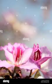 Image result for Stereospermum kunthianum