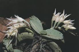 Image result for Cyrtorchis