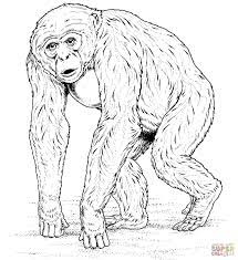 Download this adorable dog printable to delight your child. Ape Coloring Page Gorilla Coloring Home