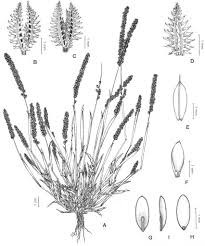 Image result for Tragus pedunculatus