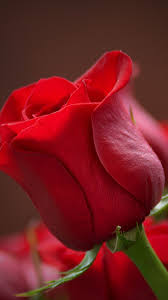 Pin On Flowers Wallpapers