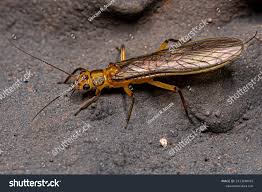 Image result for Perlidae