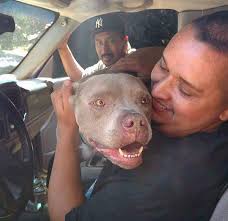Balanced Bullies Rescue and Rehabilitation rescued this man's dog when all  seemed lost and then four years later, gave him back. This story made us  gasp. So much respect to BBRR for