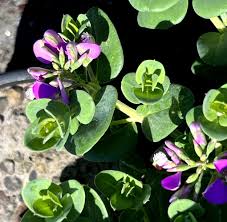 Image result for Polygala filicaulis