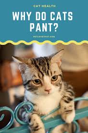 Panting in cats may be normal, but some causes of panting in cats are very serious and even life threatening. Cats Pant But It Is Not Normal Many Of Us Have Seen Cat Panting Shallow And Rapid Movement Of The Respiratory System As They Cat Health Cats Best Cat Breeds