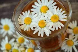 Chamomile Tea Health Benefits Sleep Immunity And More