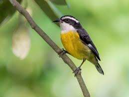 Image result for Afroqueta