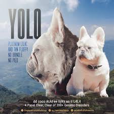 Favorite this post jul 13. Pinerock French Bulldogs Home Facebook