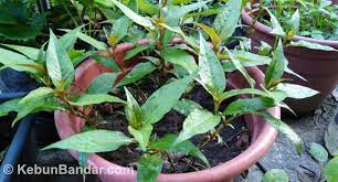 Saya kerat sekitar 10cm batang pudina. Cara Mudah Tanam Kesum Dalam Pasu Atau Botol Kebun Bandar