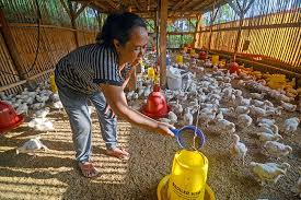 Ayam lokal usaha beternak ayam lokal merupakan bagian yang tidak dapat dipisahkan dalam kehidupan petani di perdesaan, sehingga jenis usaha ini pada umumnya tidak diutamakan bagi perolehan keuntungan. Peternak Nilai Ayam Indonesia Kalah Saing Dengan Brasil Ekonomi