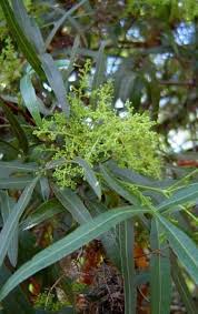 Image result for Searsia dentata