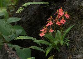 Image result for Habenaria arenaria