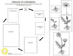 Teach Students About The Plant Lifecycle With This Free Downloadable Activity Plant Life Cycle Worksheet Plant Life Cycle Life Cycles