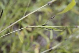 Image result for Hackelochloa