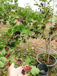 Cara tanam pokok dalam pasu/pot supaya cepat berbuah dari bawah pasu/pot 1. Mulberry Pokok Dalam Pasu Facebook
