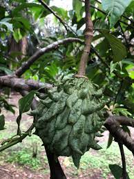 We did not find results for: Ahmad B Maslan On Twitter Buah Nona Kopi Di Pt Archong Benut Pontian Kelapa Sawit Nenas Getah Kelapa Pisang Ubi Kayu Buah Sayur Macam2 Ada Utk Yg Bekerja Keras Macam2 Tiada