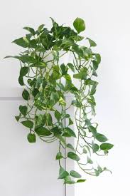 Check spelling or type a new query. 15 Best Bathroom Plants Best Plants For Showers And Bathrooms