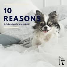 Pin By The Park On Main On Images From Our Blog Dog Friendly Hotels Pets Pet Friendly Hotels