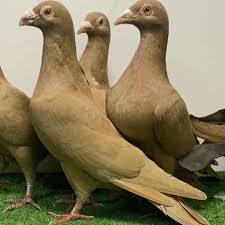 Pin By Ftrader On Pigeons Pigeon Homing Pigeons Racing Pigeons