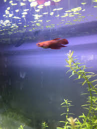 Share all your betta splenden photos here. Pregnant Nope Fat Bitch Ate A Nother Shrimp Bettafish