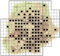 Image result for Ozoroa paniculosa