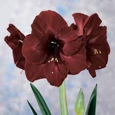 Breck S 1 Pack Red Black Pearl Amaryllis Bulb In Lowes Com Amaryllis Plant Amaryllis Flowers Amaryllis Bulbs