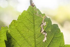 Image result for Stigmella speciosa