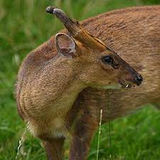 The species is rare in scotland, where landowners see them as a pest and shoot them. Muntjac Deer As Pets The Pet Wiki
