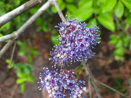 Image result for Embelia ruminata