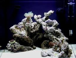 A colony of dragon eye coral, zoanthus sp. Reef Rain A Cube S Life Bc14 Nano Reef Journals Nano Reef Community