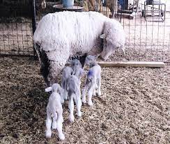 Rambouillet is an old breed, originating in the village of rambouillet, france in 1786. American Rambouillet Sheep Breeders Association Sheep Animals Beautiful Sheep And Lamb