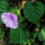 Image result for Ipomoea involucrata