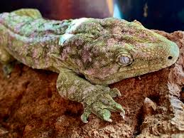 After receiving organ transplants from various animal donors, a man finds himself taking on the traits of those animals. World S Largest Gecko Wild View