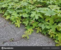 Image result for Lepistemon