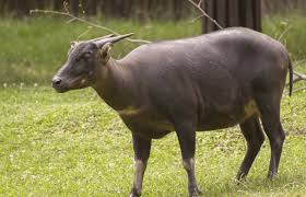 Maybe you would like to learn more about one of these? Persebaran Flora Dan Fauna Di Indonesia Beserta Gambarnya Teks Co Id